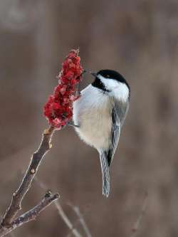 Chickadee Photo: Charlie Schwarz