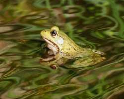 Frog Photo: Ross Lanius