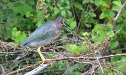 Green Heron Photo: Sue March