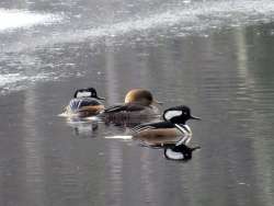 Mergansers Photo: Ben Haubrich