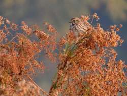 sparrow Photo: Tami Gingrich