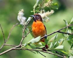 Baltimore oriole Photo: Sheri Larsen