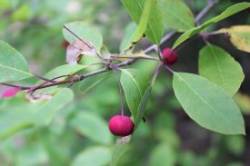 Berries and Leaves Photo: John Blaser