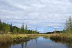 Bog lake Photo: John Blaser