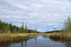 Bog lake Photo: John Blaser
