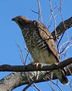 Hawk Photo: Sheri Larsen