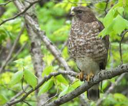 Broadwinged hawk Photo: Jen Adams