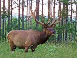 Elk Photo: Charlie Schwarz