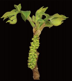 Photographer's Notebook: Tree and Shrub Flowers Photo: Jerry Jenkins