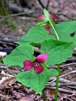 Purple Trillium Photo: Charlie Schwarz