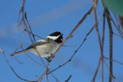 Chickadee Photo: Larry Perry