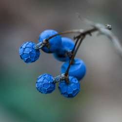 Cohosh Photo: AM Dannis