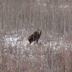 Cow Moose Photo: AM Dannis