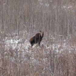 Cow Moose Photo: AM Dannis