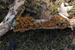 Fungus Photo: Stephen Fox