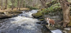 Dog by Brook Photo: Susan Lichty