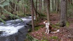 Dog Cold River Photo: Sue Lichty