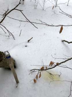 Scent marking Photo: Hale Morrell