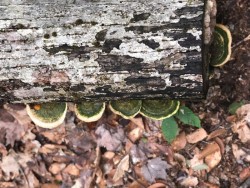 Fungus on Log Photo: Rodney Johnson