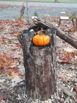Pumpkin Photo: Emily S. Rowe