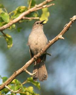 Gray catbird Photo: Amy Earl