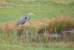 Heron Photo: Cindy Morin