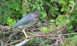 Green Heron Photo: Sue March
