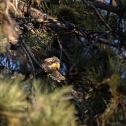 Tree eyes Photo: Lucia Hackett