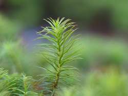 Haircap moss Photo: Ross Lanius