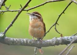 Wren Photo: Karinne Heise