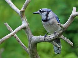 Blue jay Photo: Charlie Schwarz