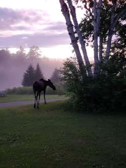 Moose Photo: Randall Rhoades