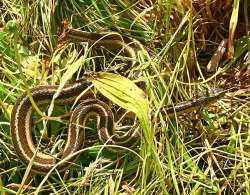 Garter snakes Photo: Richard Philben