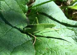 Katydid Photo: Lee