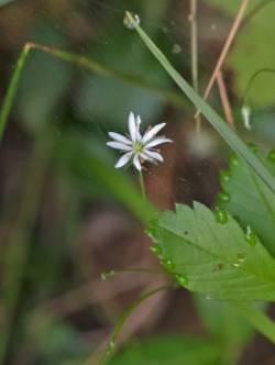 Lesser Stitchwort Photo: Cynthia Crawford