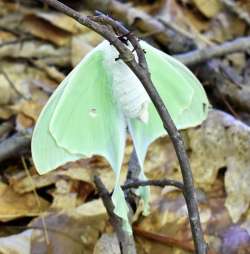 Luna moth Photo: Jennifer Brockway