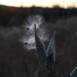 Milkweed Seed Photo: AM Dannis
