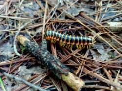 Millipede Photo: Katie