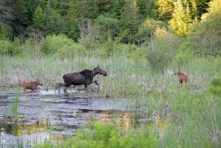 Moose Family Photo: AM Dannis