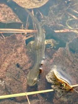 Newt Photo: Karinne Heise