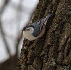 Nuthatch Photo: Ross Lanius