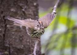 Ovenbird Photo: Danielle Durocher