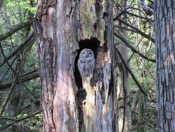 17_owl_and_owlet_5-17-16.jpg