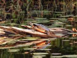 Turtles Photo: Karinne Heise