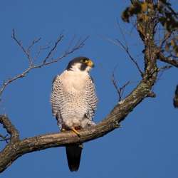 Peregrine falcon Photo: Charlie Schwarz