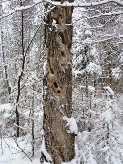 Pileated Woodpecker Tree Photo: Nate Rosebrooks