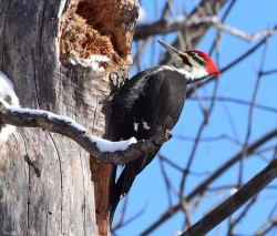 17_piliated_woodpecker_by_sue_march.jpg