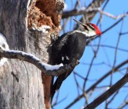 17_piliated_woodpecker_by_sue_march.jpg
