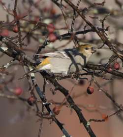 Pine grosbeak Photo: Anonymous