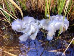 Pond feathers Photo: Richard Philben